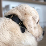 DOGBELT - Dog collar made of car tyre - LA VIE EST BELT
